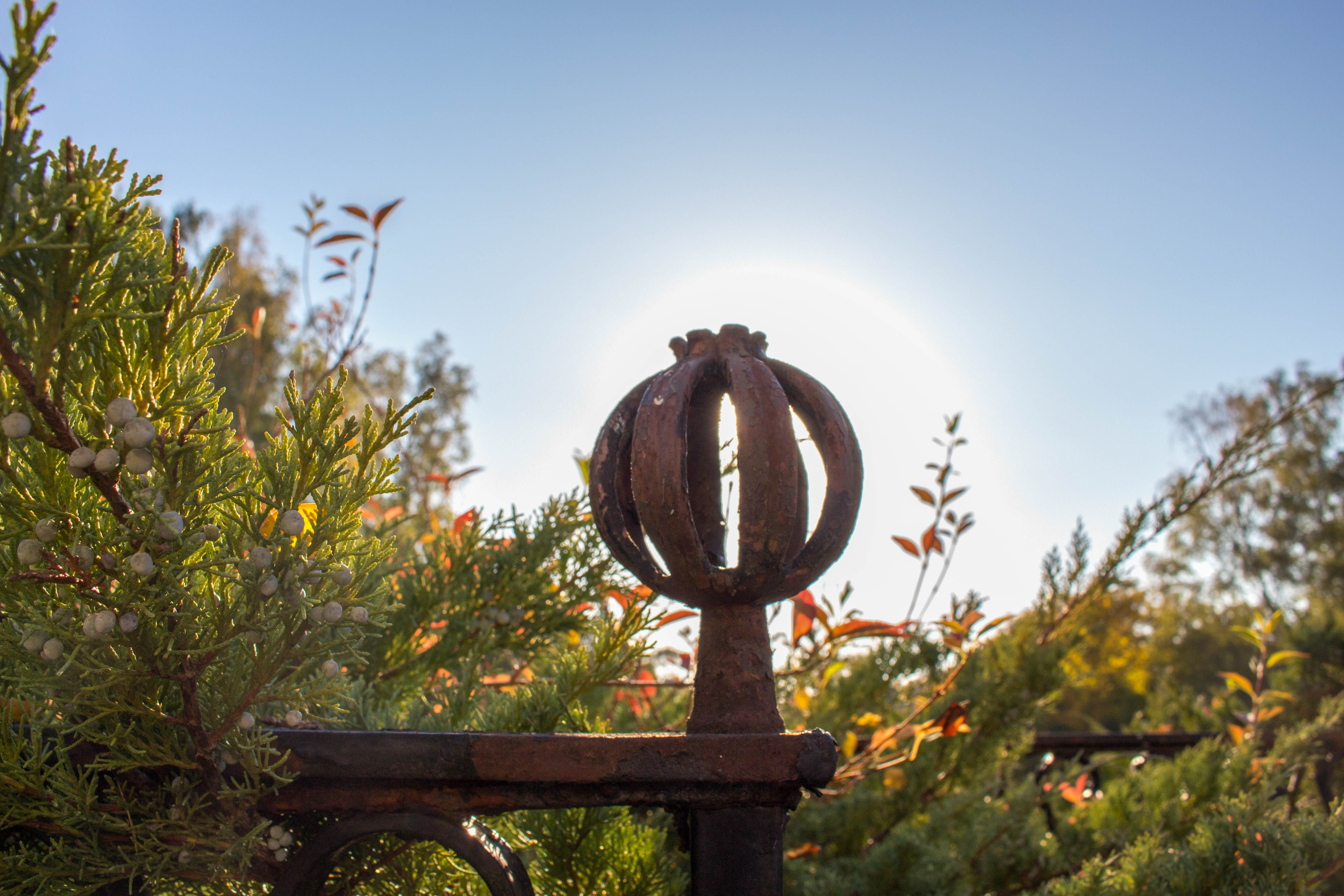 Zaunschmuck im Gegenlicht